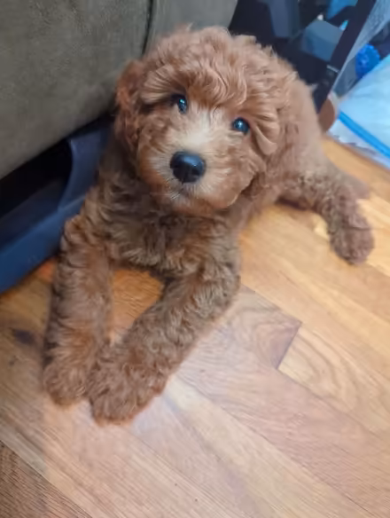 Photo of Puppy/Dog stuff (Duren Ave) #1