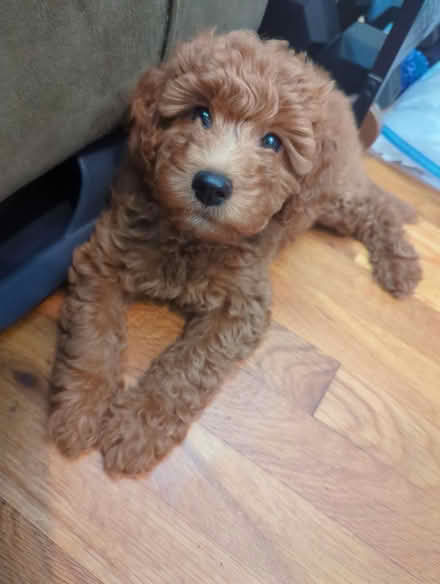 Photo of Puppy/Dog stuff (Duren Ave) #1