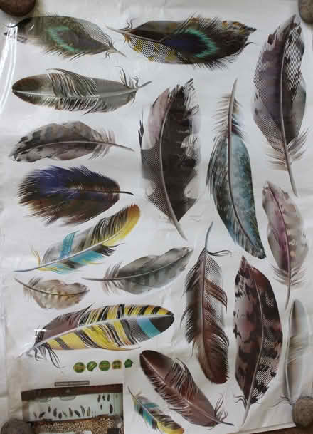 Photo of free 4 x Large Sheets Feather Stickers (Parkstone BH12) #1