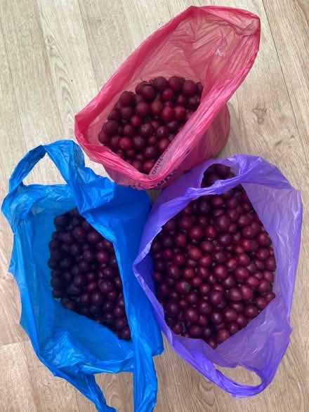 Photo of free Cherry plums (St Albans AL1) #1