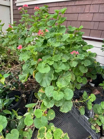 Photo of free Geranium clippings (Oakland) #1