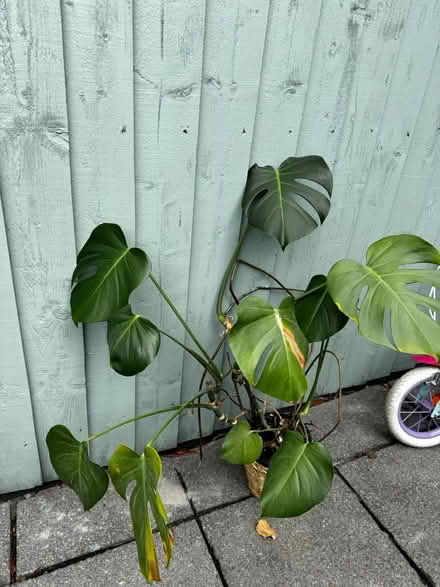 Photo of free Plant (Headington OX3) #1