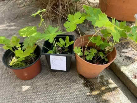Photo of free Garden Plants (C) (Morecambe LA4) #1