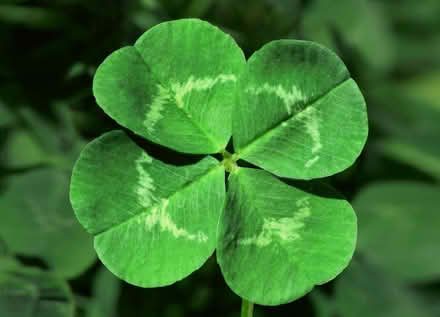 Photo of Four Leaf clovers (Gloucester Glen) #1