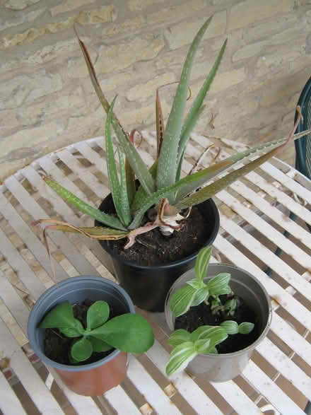 Photo of free Houseplants (Wolvey LE10) #1