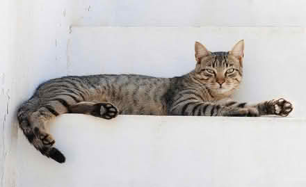 Photo of Cat stuff (LS18 - Horsforth Woodside) #1