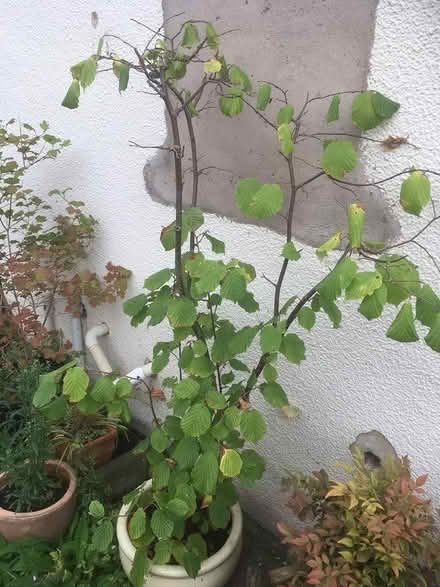 Photo of free Hazel Tree (Wells, BA5) #1