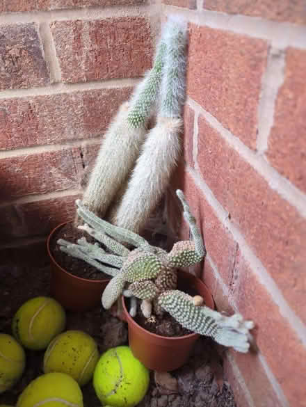 Photo of free Cactus (WA6 Helsby) #1