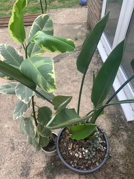 Photo of free 2 plants (Harrietsham ME17) #3