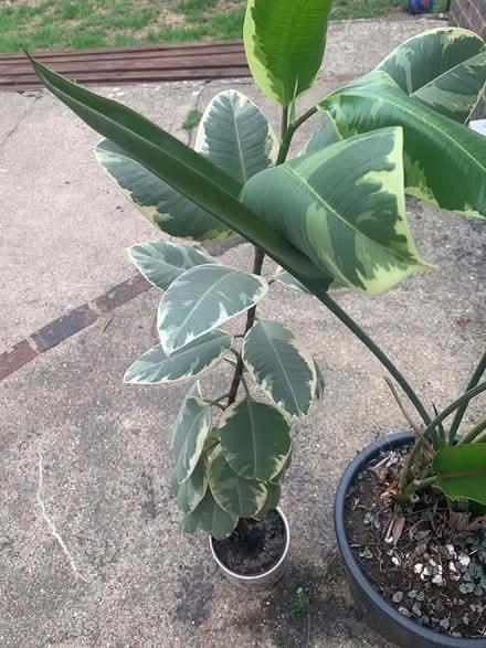 Photo of free 2 plants (Harrietsham ME17) #1