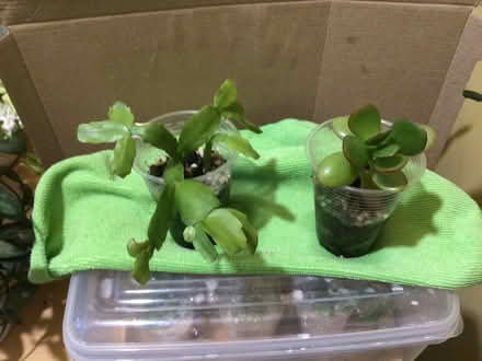 Photo of free House plants (L35 Whiston) #3
