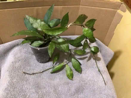 Photo of free House plants (L35 Whiston) #2