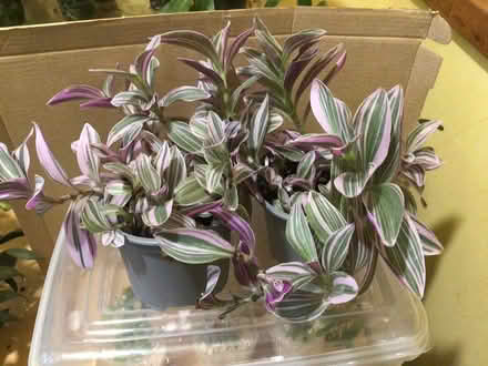 Photo of free Indoor plants (L35 Whiston) #1