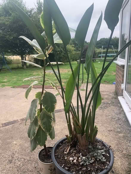Photo of free 2 plants (Harrietsham ME17) #2