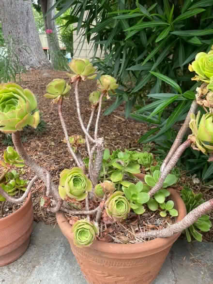 Photo of free Outdoor plants (Santa Clara) #2