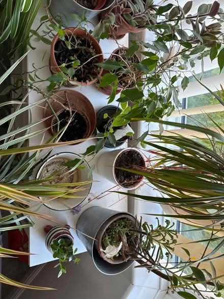 Photo of free Various houseplants (Hanham) #2