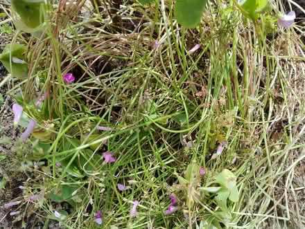 Photo of free Pink shamrock (Bridlington YO15) #1