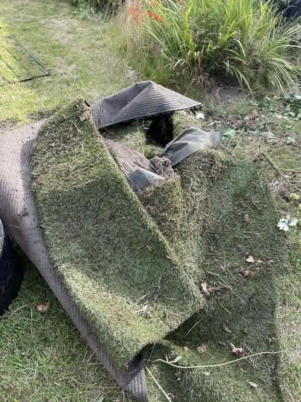 Photo of free Astroturf (Wisewood S6) #1