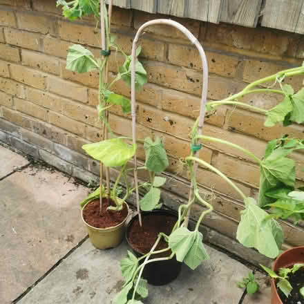 Photo of free Tomato and squash plants (South Bermondsey SE15) #2