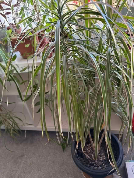 Photo of free Various houseplants (Hanham) #3