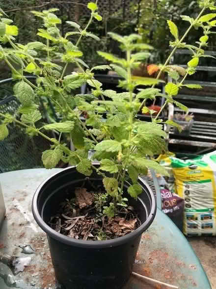 Photo of free 4 tomato plants and one lemon balm (Heaton BD9) #2