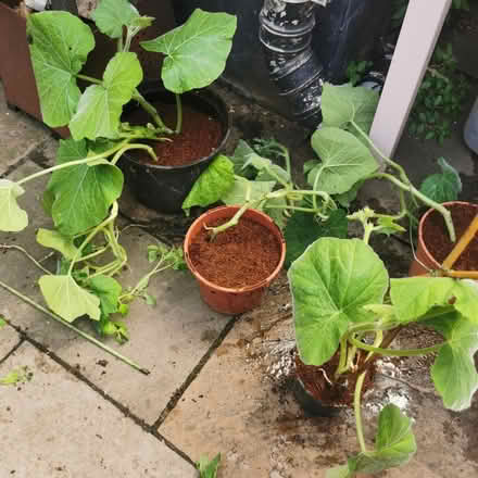 Photo of free Tomato and squash plants (South Bermondsey SE15) #3