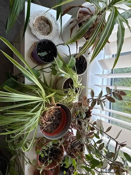 Photo of free Various houseplants (Hanham) #1