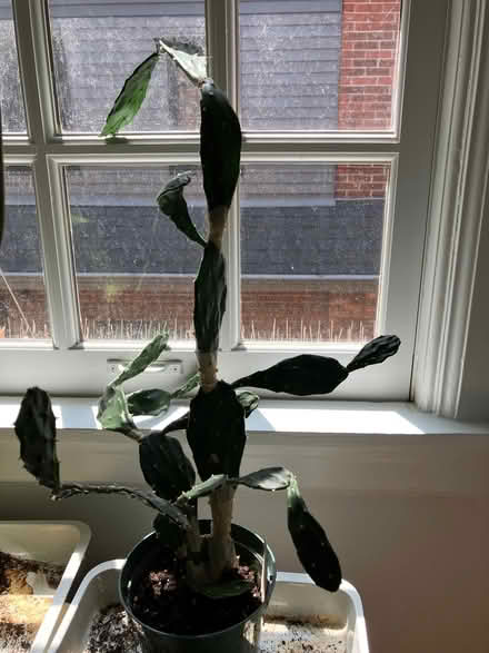 Photo of free Cactus (Bathurst/St. Clair) #1