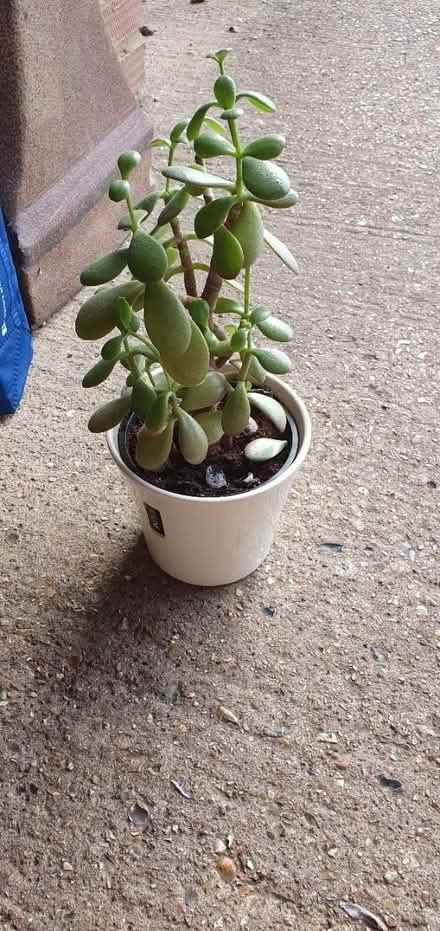 Photo of free 3 potted plants (Godalming) #1