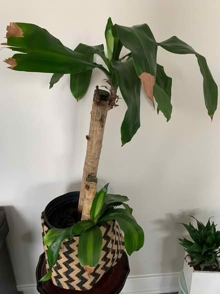 Photo of free 3 House Plants (Ashburn) #1