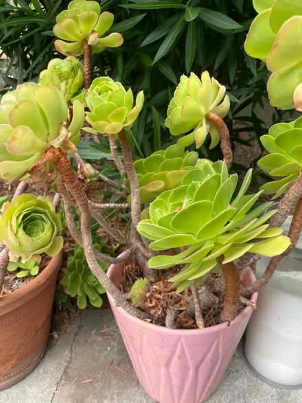 Photo of free Outdoor plants (Santa Clara) #1