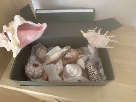 Photo of free Shoe box of assorted shells (Charlton OX12) #1