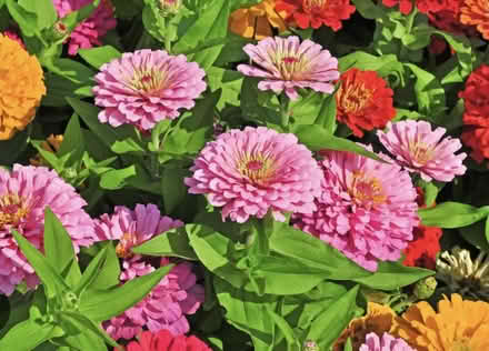 Photo of Zinnia Plants (Erin Mills) #1