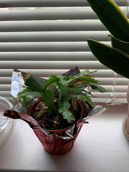Photo of free 3 House Plants (Ashburn) #2