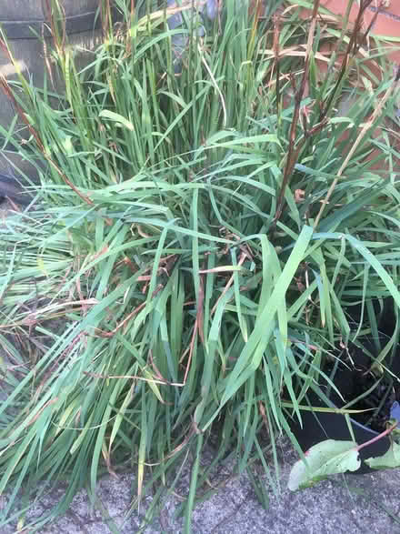 Photo of free Purple iris roots (Wells, BA5) #1