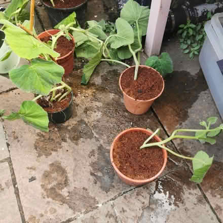 Photo of free Tomato and squash plants (South Bermondsey SE15) #4