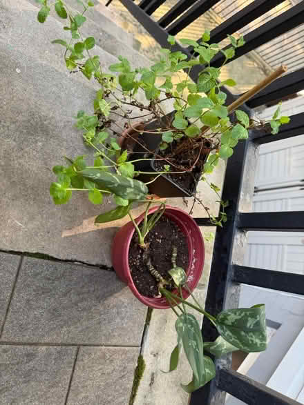 Photo of free two plants need a better home (Sunset park) #1