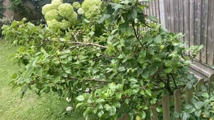 Photo of Garden post (Bounds Green N11) #3