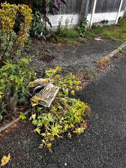 Photo of free Hardy Geranium ground cover clumps (Farndon CH3) #1