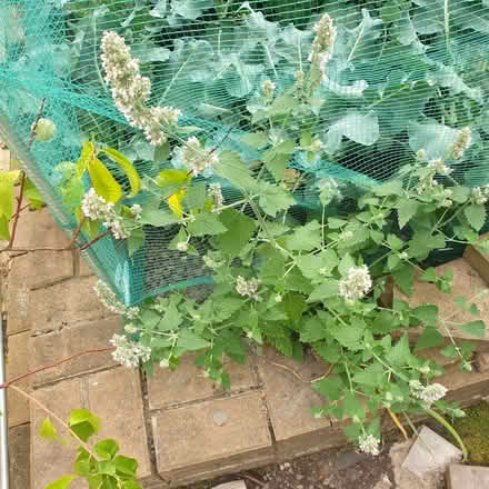 Photo of free healthy catnip plant (Northop Hall CH7) #1