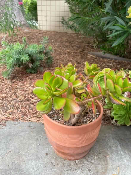 Photo of free Outdoor plants (Santa Clara) #3