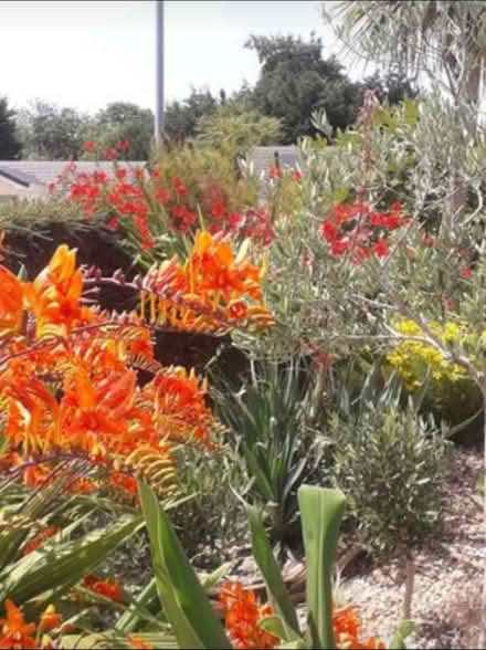 Photo of free species crocosmia (St Austell) #1