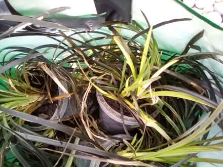 Photo of free Plants (Riverside FK8) #1