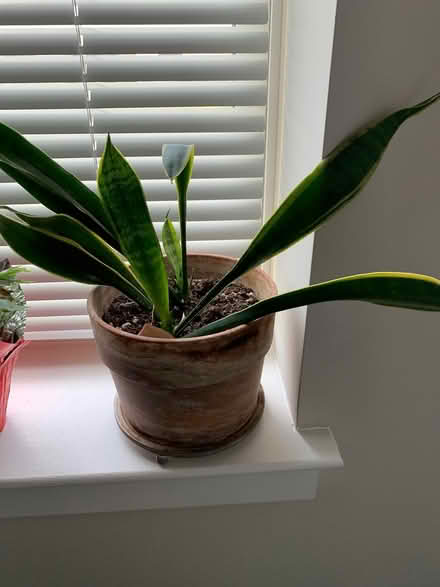 Photo of free 3 House Plants (Ashburn) #3