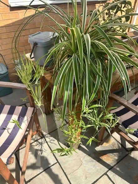 Photo of free Spider plant babies (Oldbrook MK6) #1