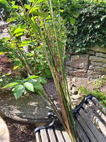 Photo of free Bamboo canes - various sizes (Dronfield S18) #1