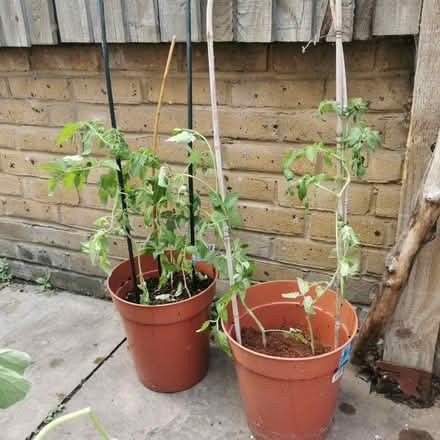 Photo of free Tomato and squash plants (South Bermondsey SE15) #1