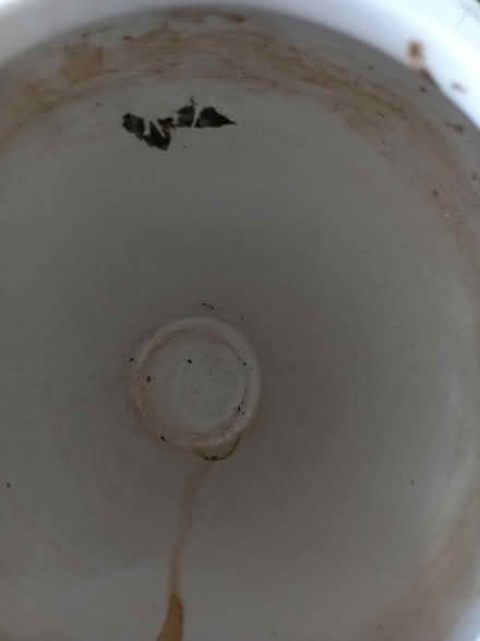Photo of free Large Vase (Roundhill area brighton) #3