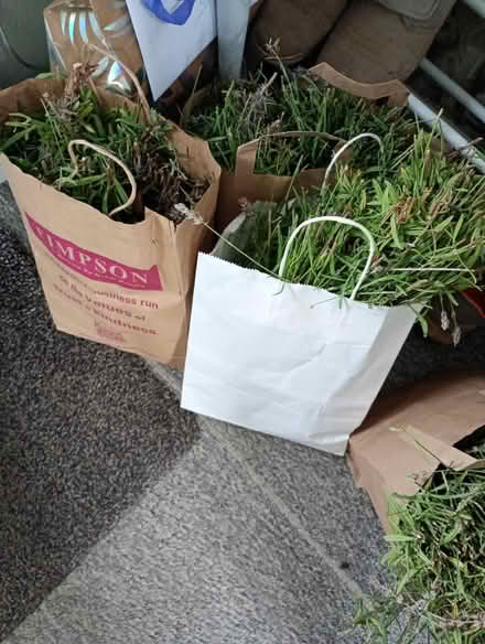 Photo of free Fresh cut Lavender for drying. (Temple Cowley OX4) #3