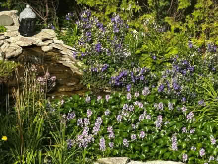 Photo of free Water Hyacinths (Logan Square) #1